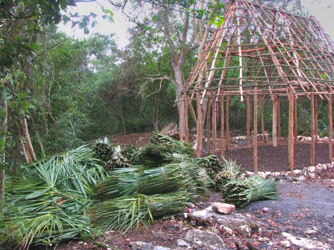 Huano Palm, SABAL YAPA, ready to be thatched