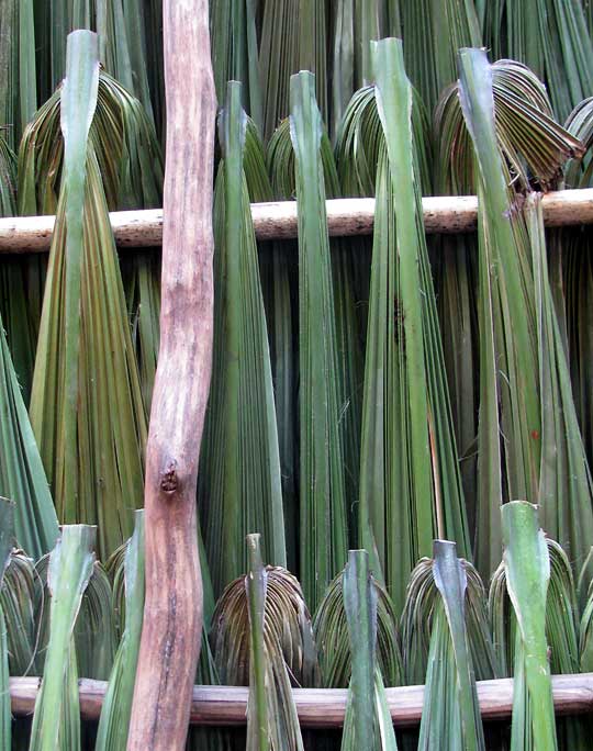 Huano Palm, SABAL YAPA, thatched roof seen from below