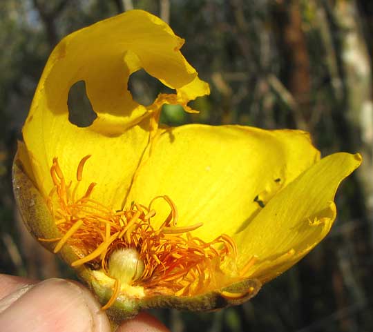 Silk Cottontree or Buttercup Tree, COCHLOSPERMUM VITIFOLIUM, flower section