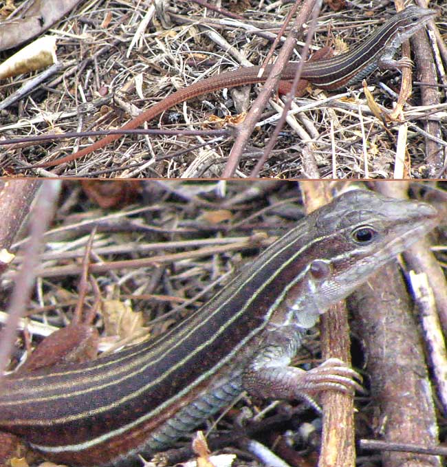 Yucatán Whiptail, CNEMIDOPHORUS ANGUSTICEPS