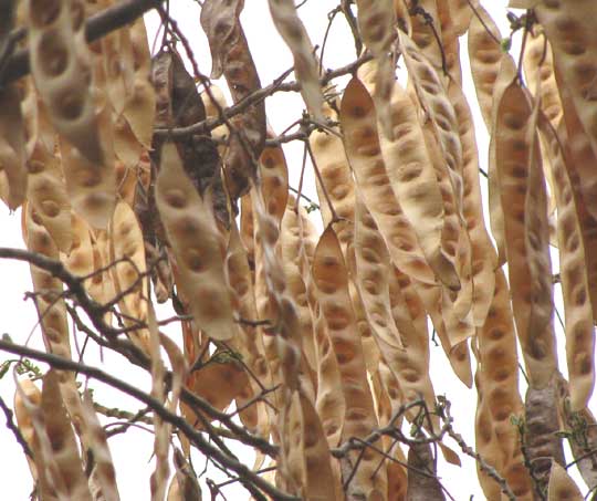 Lebbeck-Tree, ALBIZIA LEBBECK, legumes or pods