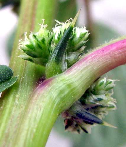 Spiny Amaranth, AMARANTHUS SPINOSUS, female flowers and spine