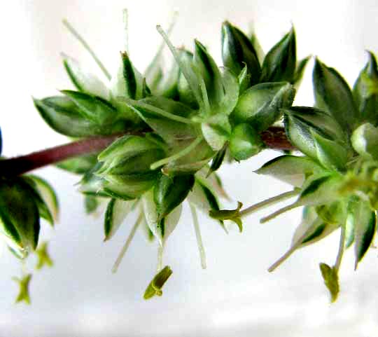 Spiny Amaranth, AMARANTHUS SPINOSUS, male flowers
