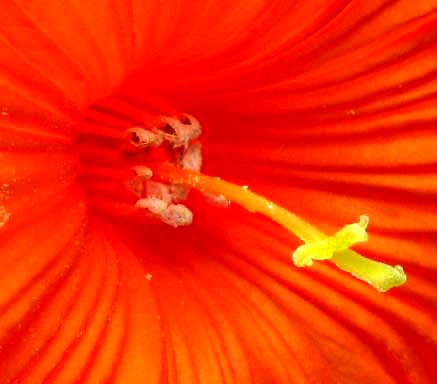 Ciricote, CORDIA DODECANDRA, flower