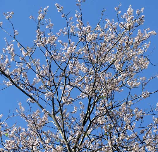 Jabin, Jabim, Fish-poison Tree or Jamaican Dogwood -- PISCIDIA PISCIPULA, flowering tree