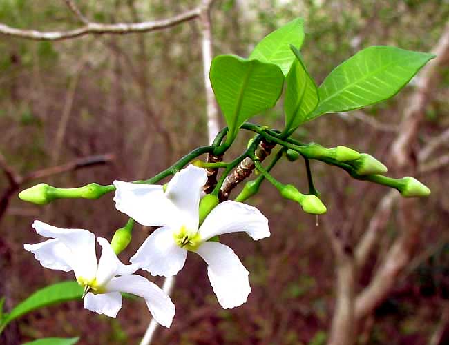 TABERNAEMONTANA AMYGDALIFOLIA