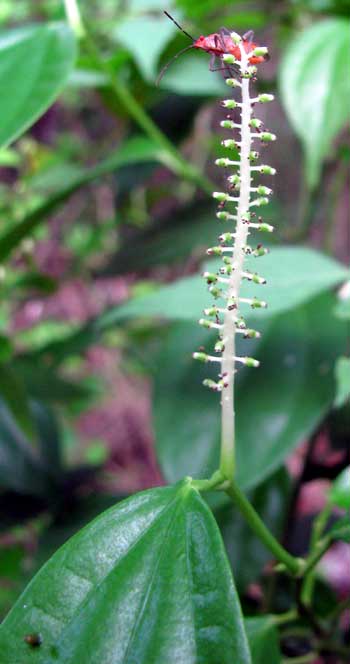 Yucatan Pepper, PIPER YUCATANENSE