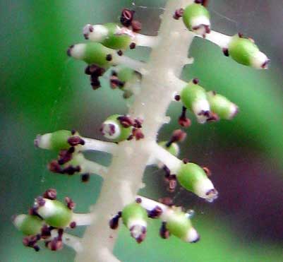 Yucatan Pepper, PIPER YUCATANENSE, flowers