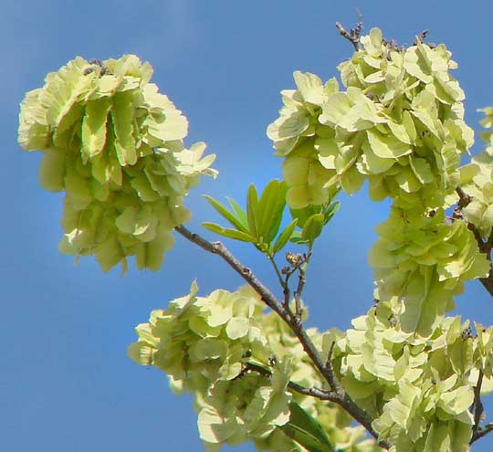 winged fruits of Jabin, Jabim, Fish-poison Tree or Jamaican Dogwood -- PISCIDIA PISCIPULA