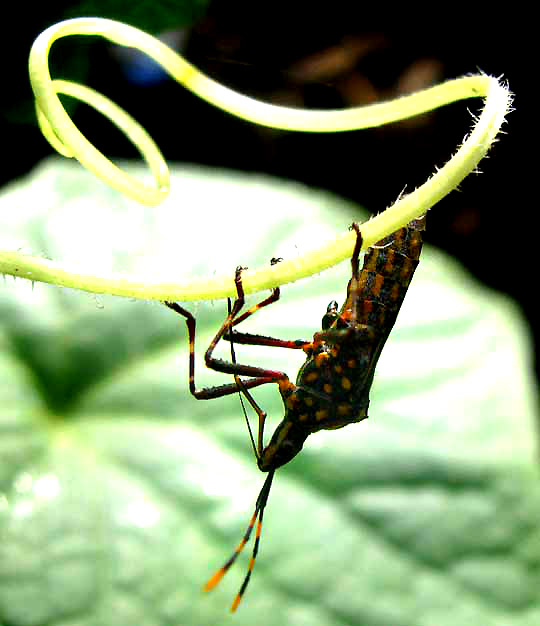 Citron Bug, LEPTOGLOSSUS GONAGRA, feeding