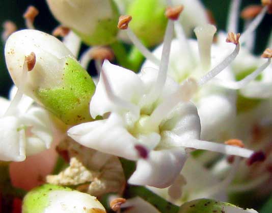 EHRETIA TINIFOLIA, flowers