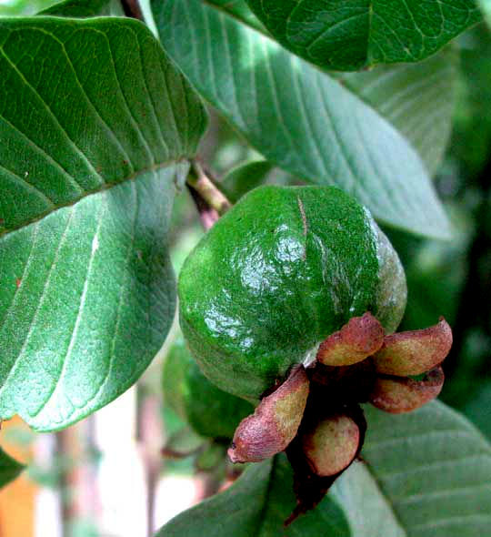 guava fruit showing sepals, or calyx lobes