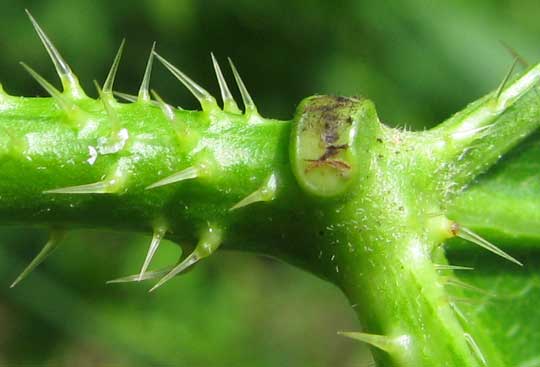 stinging hairs and petiole gland on Mala Mujer, CNIDOSCOLUS ACONITIFOLIUS