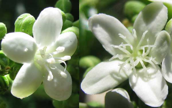 Mala Mujer, CNIDOSCOLUS ACONITIFOLIUS, male and female flowers