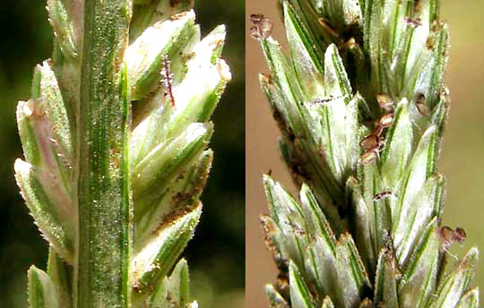 Goosegrass, ELEUSINE INDICA, spikelets, flowers