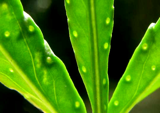 glands in leaflets of Tagetes erecta, Aztec Marigold