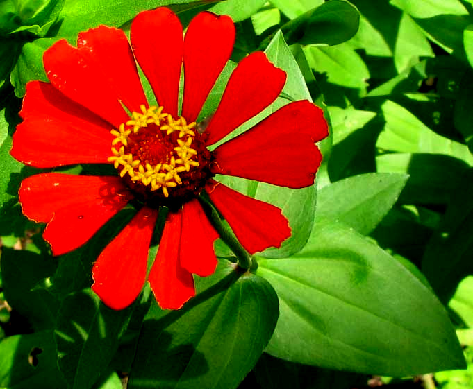 Common Zinnia, ZINNIA ELEGANS