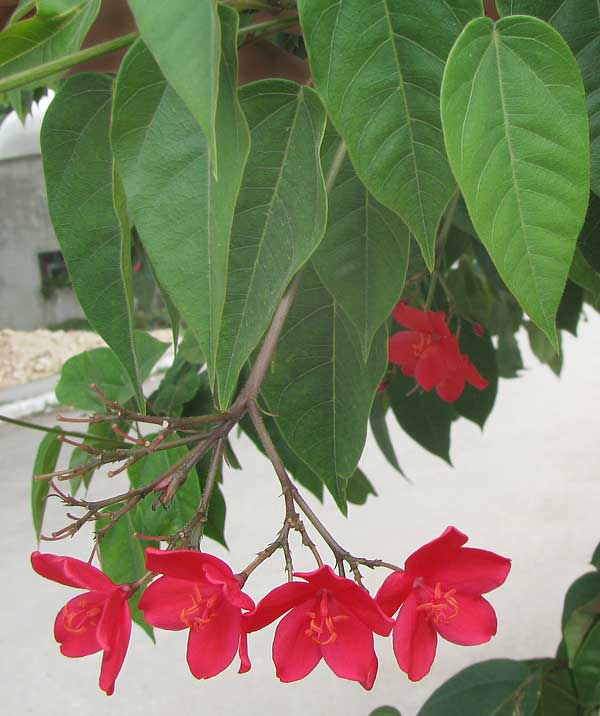 Peregrina or Spicy Jatropha, JATROPHA INTEGERRIMA