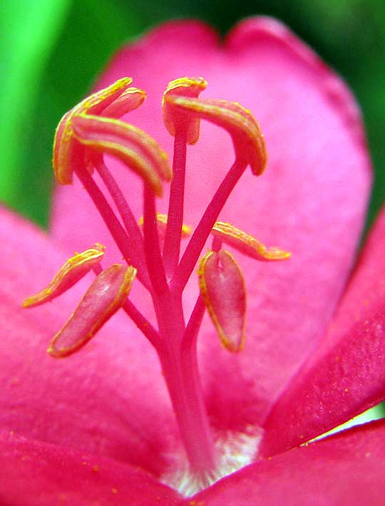 staminal column of male flower of Peregrina or Spicy Jatropha, JATROPHA INTEGERRIMA