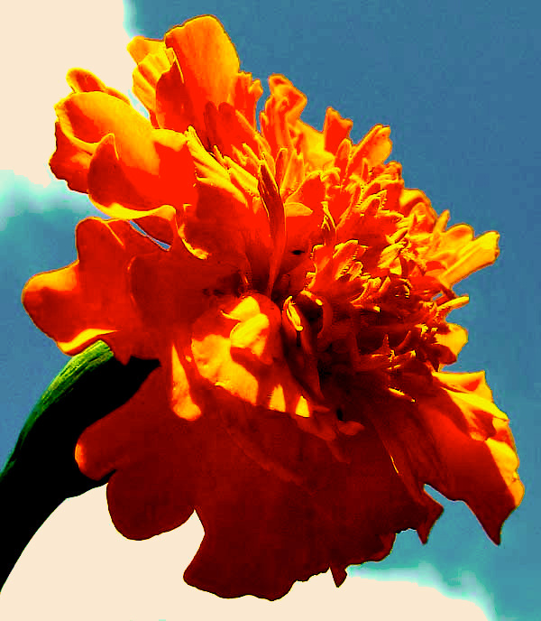 Big, Aztec or African Marigold, TAGETES ERECTA