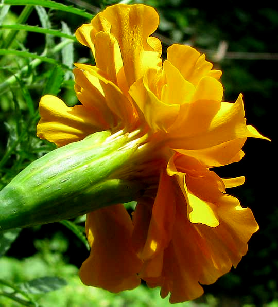 connate involucral bracts of Big, Aztec or African Marigold, TAGETES ERECTA