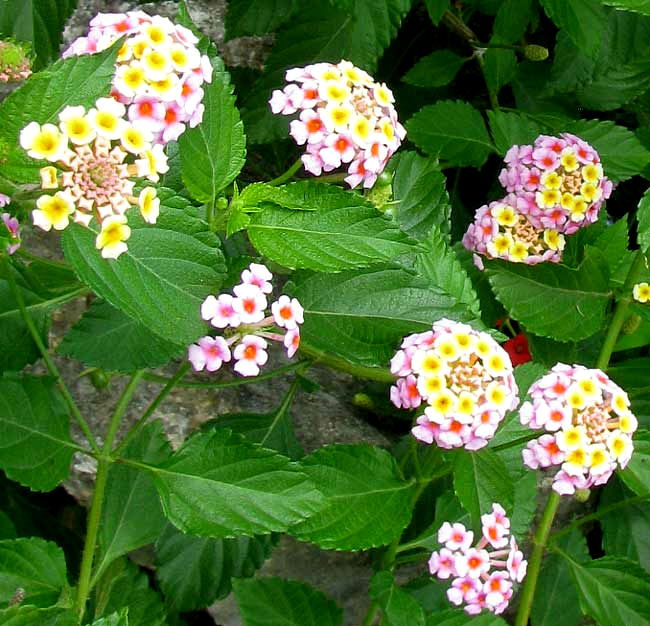 LANTANA CAMARA