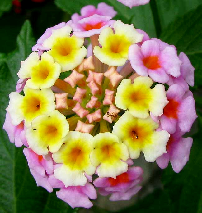 Lantana Camara flowers