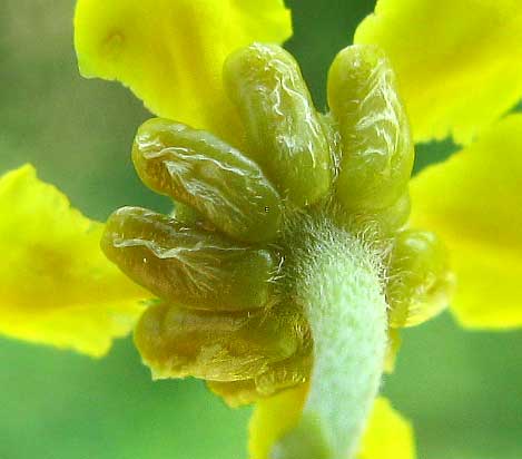 Tetrapterys schiedeana, showing glands on sepals