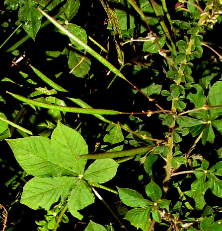 African Spiderflower, CLEOME GYNANDRA, fruits