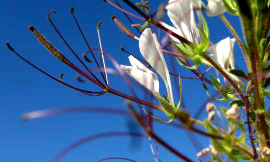 African Spiderflower, CLEOME GYNANDRA, flowers