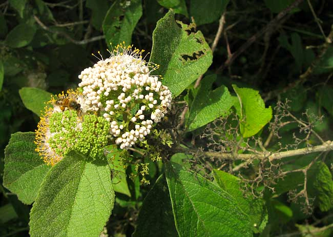 Mexican Beautyberry, CALLICARPA ACUMINATA