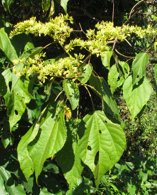 HELIOCARPUS GLANDULIFEROUS