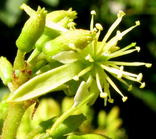 HELIOCARPUS GLANDULIFEROUS, flower