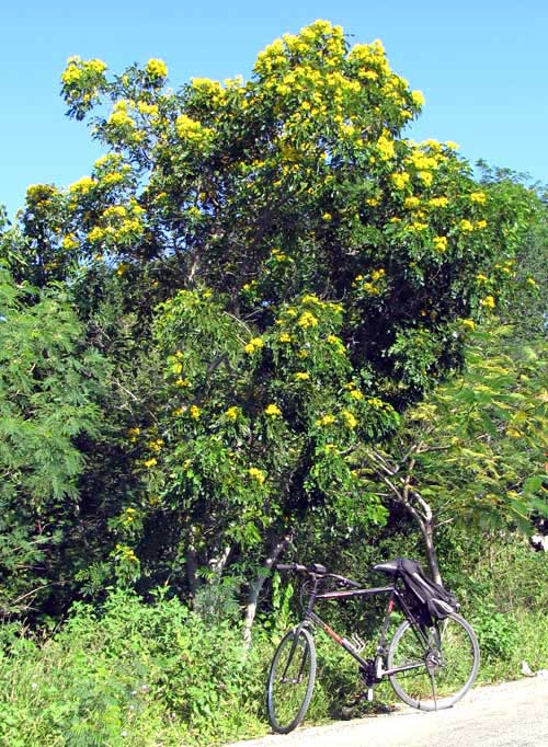 Limestone Senna, SENNA RACEMOSA