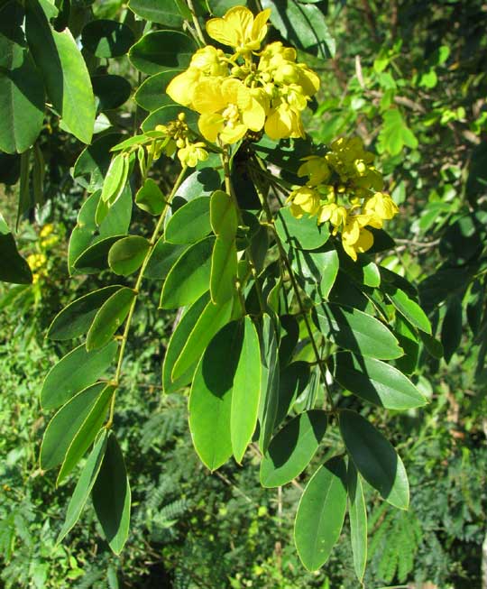 Limestone Senna, SENNA RACEMOSA, flowers and leaves