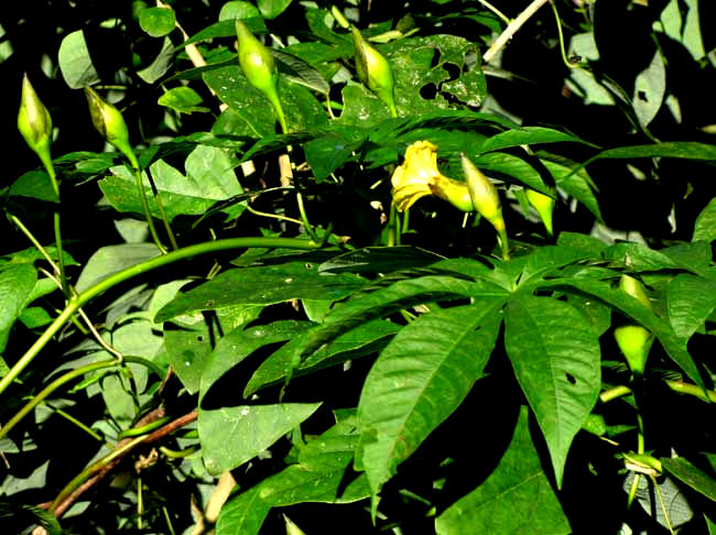 MERREMIA TUBEROSA