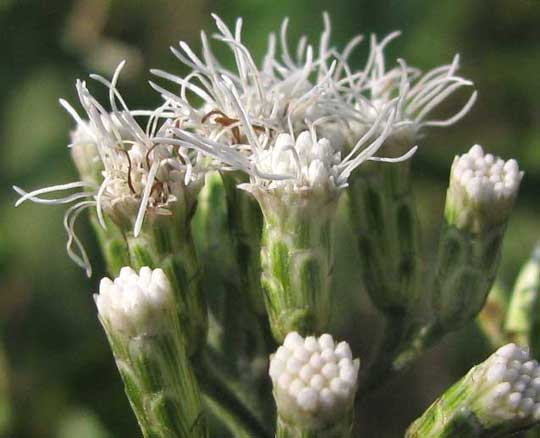 Jack-in-the-Bush, CHROMOLAENA ODORATA, flower heads