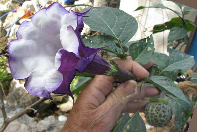 Double Purple Datura, DATURA METEL 'FASTUOSA' 