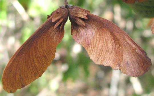 HETEROPTERYS BRACHIATA, fruits