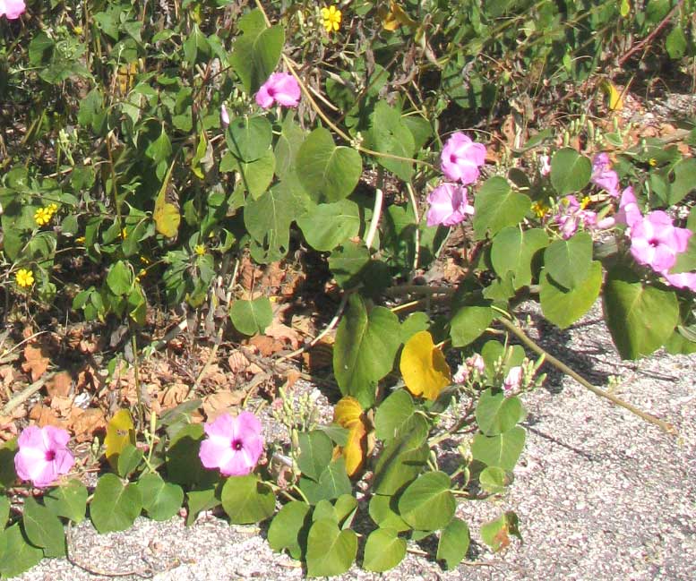 Ginger-leaf Morning-Glory, IPOMOEA ASARIFOLIA