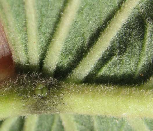 Ginger-leaf Morning-Glory, IPOMOEA ASARIFOLIA, velvety leaf undersurface