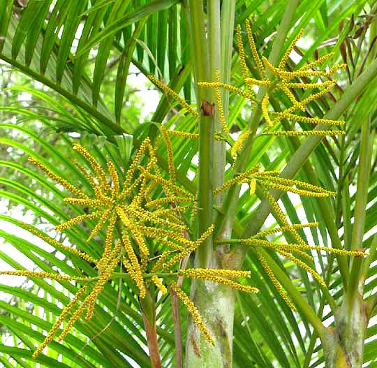 Areca Palm, DYPSIS LUTESCENS, flowering panicles