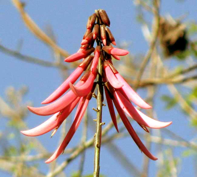 ERYTHRINA STANDLEYANA, flowers