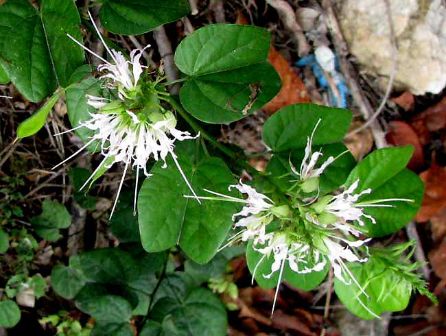 Cowfoot, BAUHINIA DIVARICATA