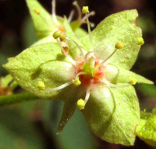 GYMNOPODIUM FLORIBUNDUM, flower