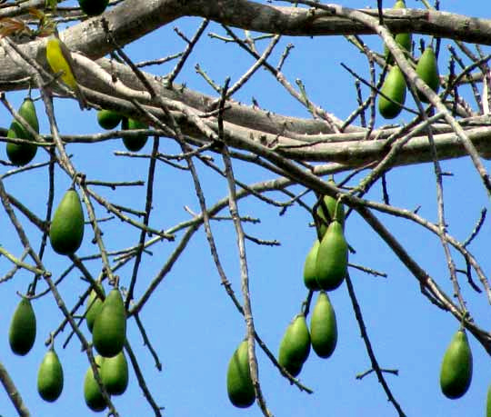 Ceiba, CEIBA PENTANDRA, fruits