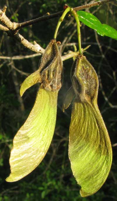 PHYLLOSTYLON BRASILIENSE, fruits