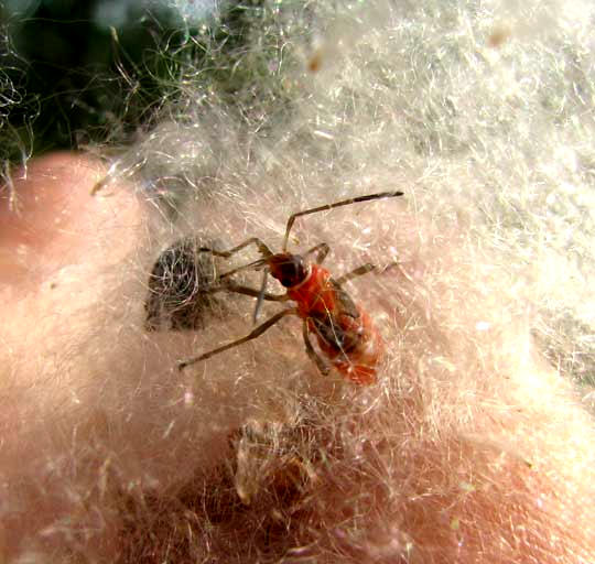 Ceiba, CEIBA PENTANDRA seed being eaten by bug nymph