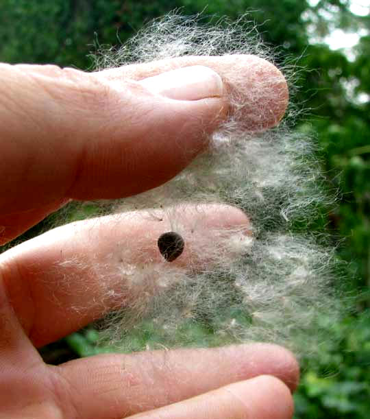 Ceiba, CEIBA PENTANDRA, seed enmeshed in fuzz