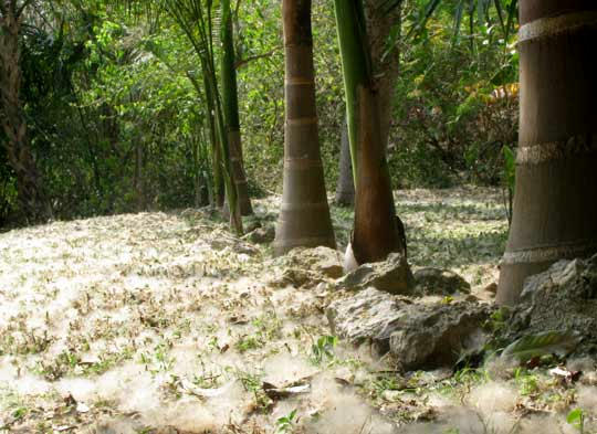 Ceiba, CEIBA PENTANDRA, fruit fuzz on lawn